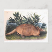 Audubon's Armadillo Briefkaart (Voorkant)
