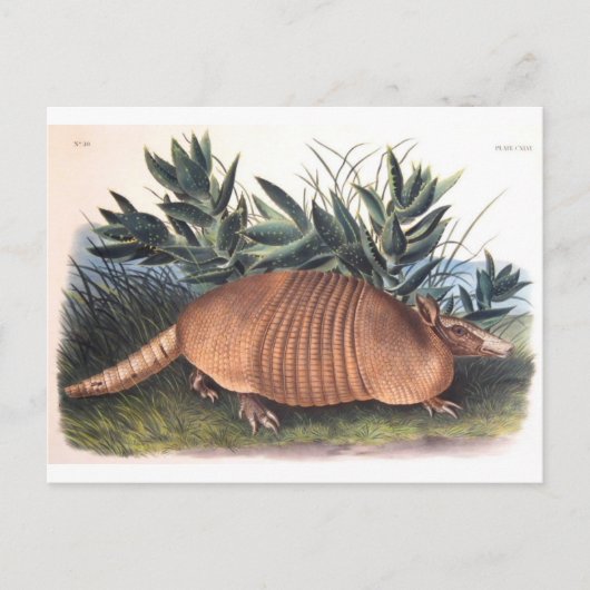 Audubon's Armadillo Briefkaart (Voorkant)