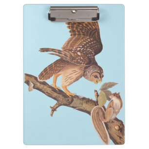 Audubon's Barred Owl and Squirrel Odd Friends Klembord