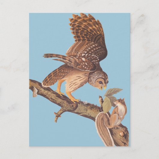 Audubon's Barred Owl en Happy Squirrel Friends Briefkaart (Voorkant)