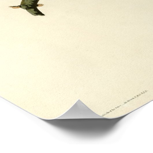 Audubon's Barred Owl Poster (Hoek)