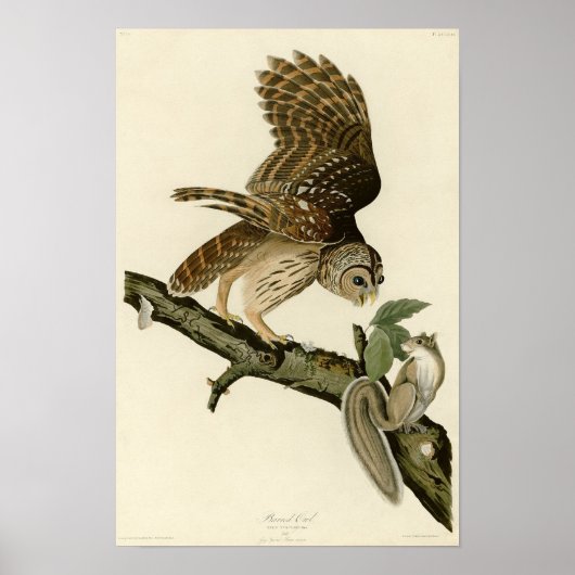 Audubon's Barred Owl Poster (Voorkant)