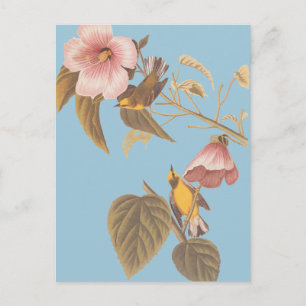 Audubon's blauw-Winged gele koningszong Briefkaart