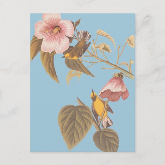 Audubon's blauw-Winged gele koningszong Briefkaart (Voorkant)