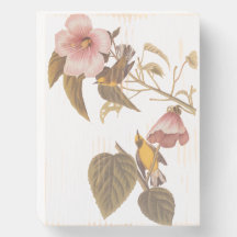 Audubon's blauw-Winged gele koningszong