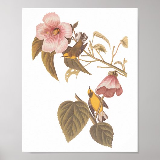 Audubon's blauw-Winged gele koningszong Poster (Voorkant)