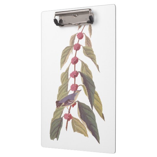 Audubon's  Blauwe Groene Warbler Zong Bird Klembord (Links)