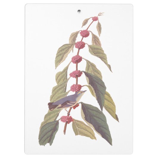 Audubon's  Blauwe Groene Warbler Zong Bird Klembord (Achterkant)