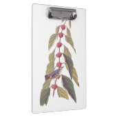 Audubon's  Blauwe Groene Warbler Zong Bird Klembord (Rechts)