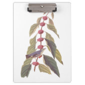 Audubon's  Blauwe Groene Warbler Zong Bird Klembord (Voorkant)