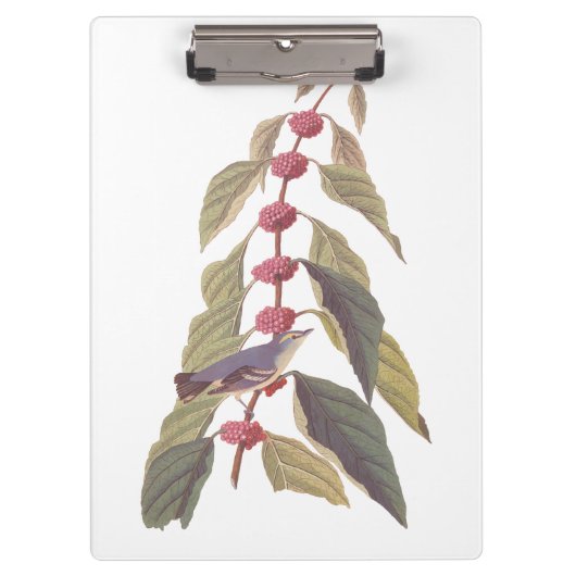 Audubon's  Blauwe Groene Warbler Zong Bird Klembord (Voorkant)