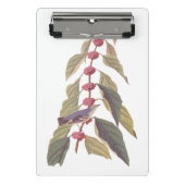 Audubon's  Blauwe Groene Warbler Zong Bird Mini Klembord (Voorkant)