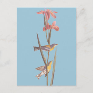 Audubon's Blue Yellowback Warbler Birds Briefkaart