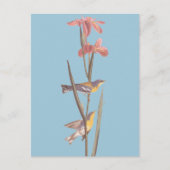 Audubon's Blue Yellowback Warbler Birds Briefkaart (Voorkant)