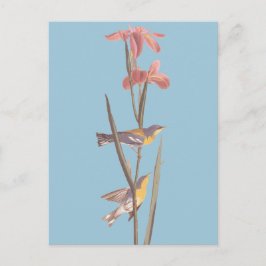 Audubon's Blue Yellowback Warbler Birds Briefkaart