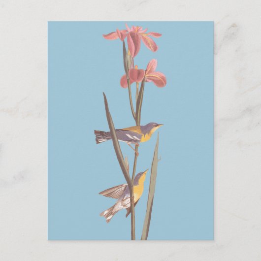 Audubon's Blue Yellowback Warbler Birds Briefkaart (Voorkant)