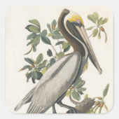 Audubon's bruine pelikaan vierkante sticker (Voorkant)