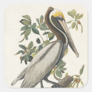 Audubon's bruine pelikaan vierkante sticker