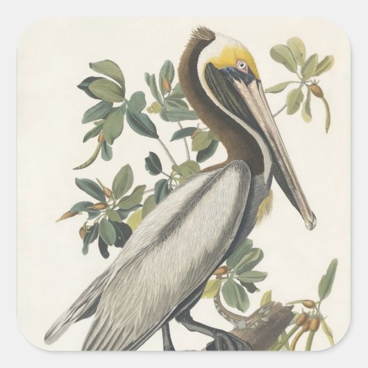 Audubon's bruine pelikaan vierkante sticker (Voorkant)