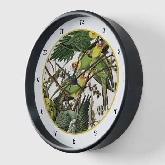 Audubon's Carolina Paraket (Hoek)