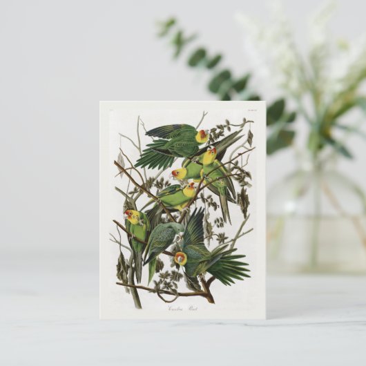 Audubon's Carolina Paraket Briefkaart (Staand voorkant)