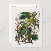 Audubon's Carolina Paraket Briefkaart (Voorkant / Achterkant)