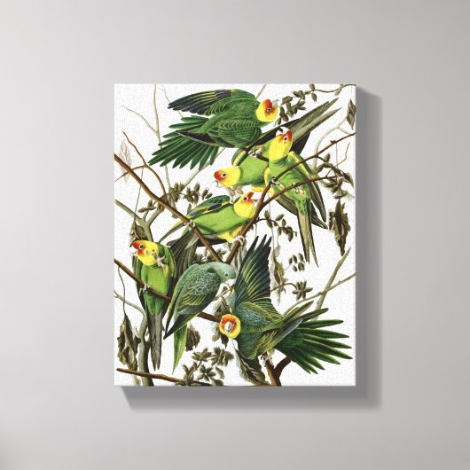 Audubon's Carolina Paraket Canvas Afdruk (Voorkant)