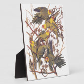 Audubon's Carolina Paraket Fotoplaat (Zijkant)