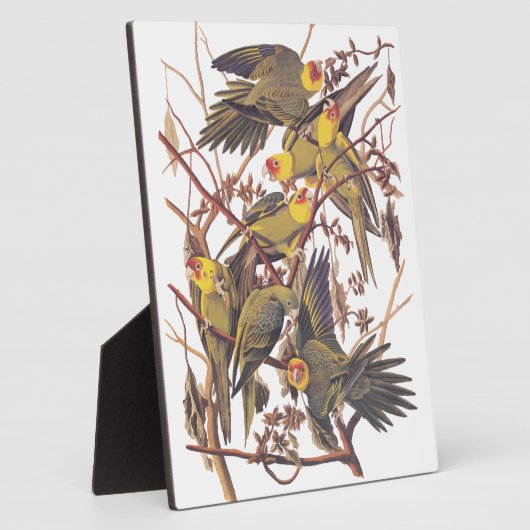 Audubon's Carolina Paraket Fotoplaat (Zijkant)