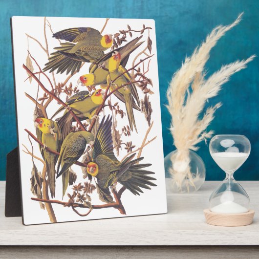 Audubon's Carolina Paraket Fotoplaat (Zijkant)