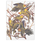 Audubon's Carolina Paraket Klembord (Achterkant)