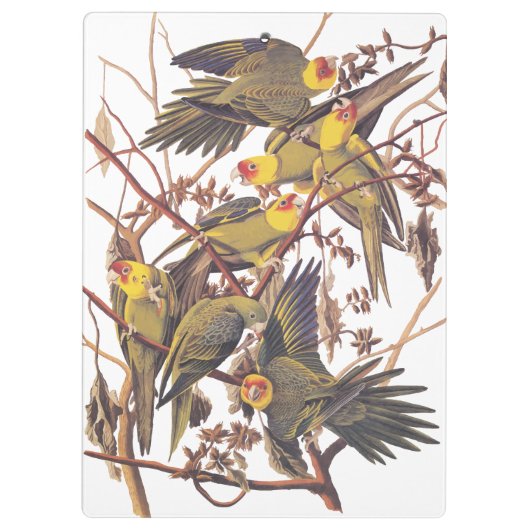 Audubon's Carolina Paraket Klembord (Achterkant)