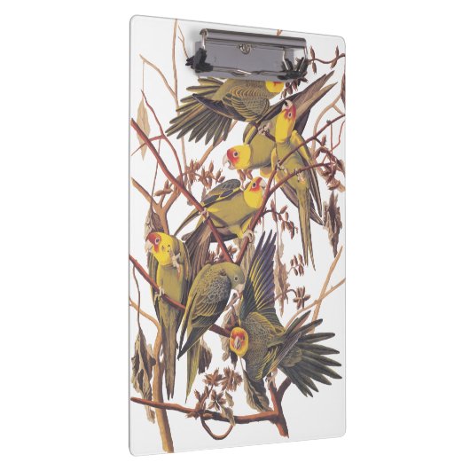 Audubon's Carolina Paraket Klembord (Rechts)