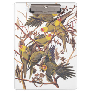 Audubon's Carolina Paraket Klembord