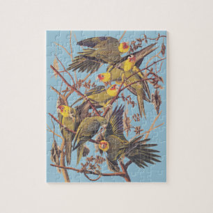 Audubon's Carolina Paraket Legpuzzel