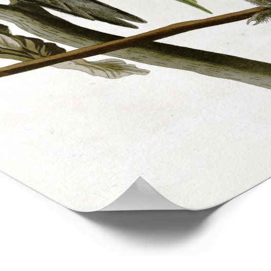 Audubon's Carolina Paraket Poster (Hoek)