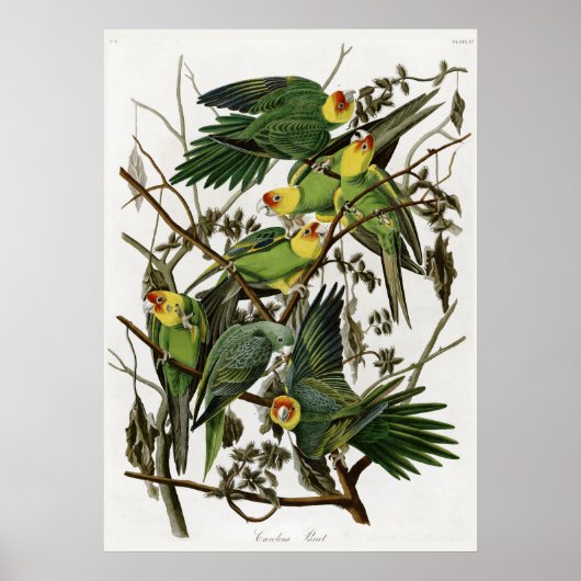Audubon's Carolina Paraket Poster (Voorkant)