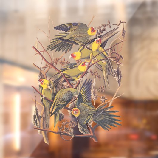 Audubon's Carolina Paraket Raamsticker (Vel 2)