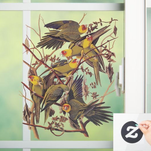 Audubon's Carolina Paraket Raamsticker (Huis)