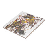 Audubon's Carolina Paraket Tegeltje (Zijkant)