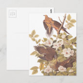 Audubon's Carolina Turtle Dove Briefkaart (Voorkant / Achterkant)