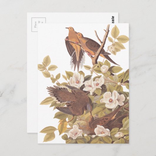 Audubon's Carolina Turtle Dove Briefkaart (Voorkant / Achterkant)