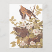Audubon's Carolina Turtle Dove Briefkaart (Voorkant)
