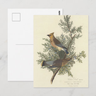 Audubon's Cedar Waxwing Bird Painting Briefkaart