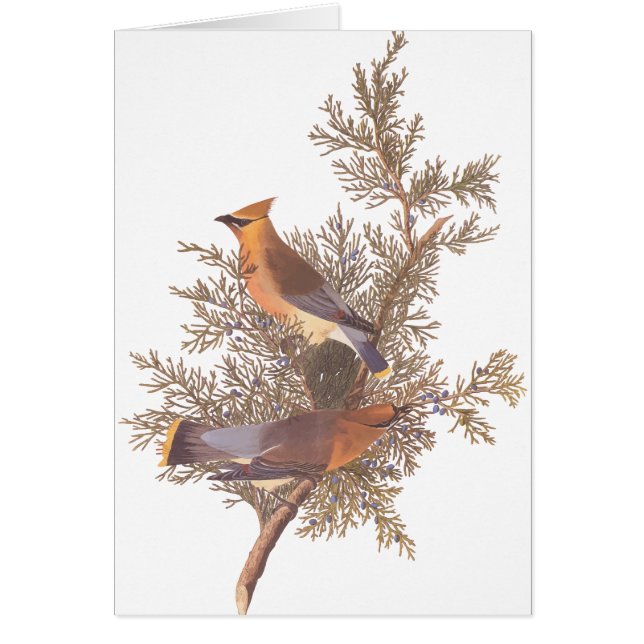 Audubon's Cedar Waxwing Bird Pair op Evergreen (Voorkant)
