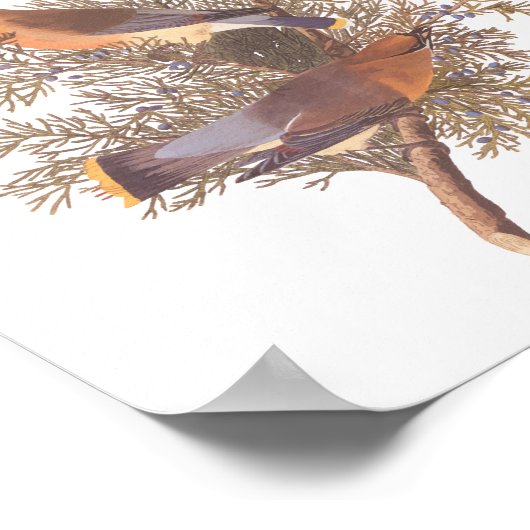 Audubon's Cedar Waxwing Bird Pair op Evergreen Poster (Hoek)