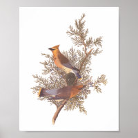 Audubon's Cedar Waxwing Bird Pair op Evergreen