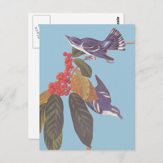 Audubon's Cerulean Warbler Bird Pair met Berries Briefkaart (Voorkant / Achterkant)
