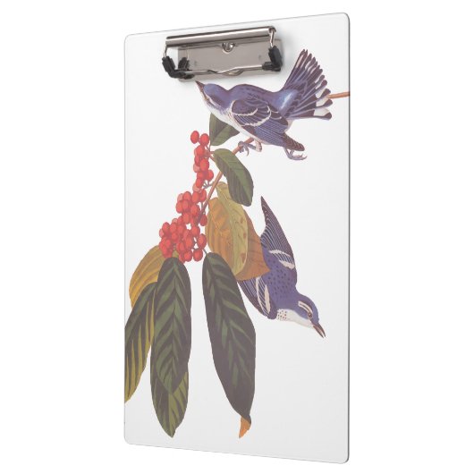 Audubon's Cerulean Warbler vogels met Beer Berries Klembord (Links)