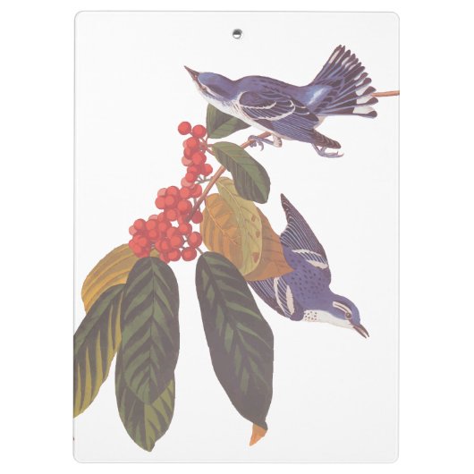 Audubon's Cerulean Warbler vogels met Beer Berries Klembord (Achterkant)